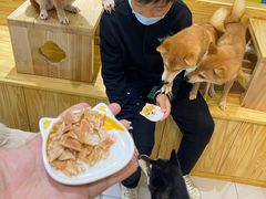 -柴源莊·柴小宠柴犬咖啡