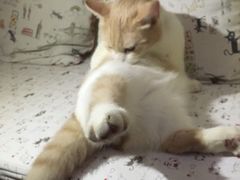 猫-猫色咖啡·猫咖