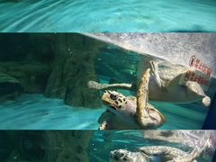 -常州海昌海洋探索馆