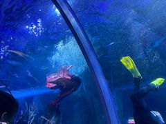 -秦皇岛新澳海底世界