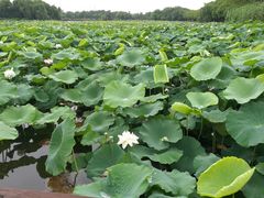 -荷塘月色湿地公园·向阳花洲