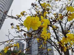 -洲头咀公园