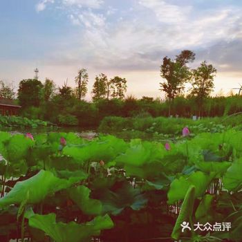 白鹭洲 芦荡飞雪 绾雾香舟