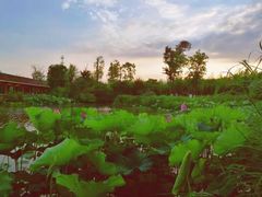 -白鹭湾湿地公园