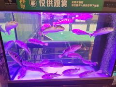 -肆月河豚·淮扬菜·湘菜(华天店)