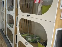 -青奢宠物·青奢猫舍