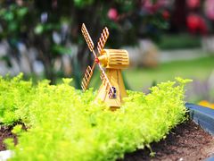 -深圳市中科院仙湖植物园