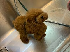 -PETKIT小佩宠物·低压洗护(国顺东路店)