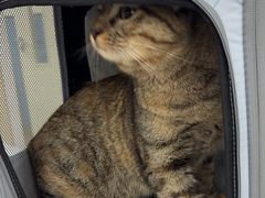 -凯瑞希宠物医院·狂犬免疫·微创·皮肤科