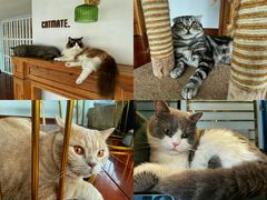 -Catmate·猫肥家润(金润铂宫店)
