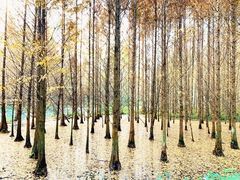 -桤木河湿地公园