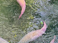 -青青世界