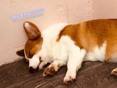 -浣熊柯尔鸭土拨鼠·电玩咖