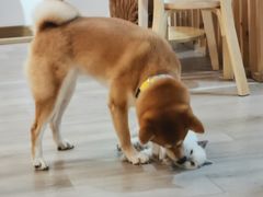 -柴迷FANS CLUB·柴犬狗咖·猫咖