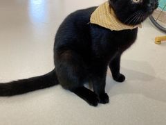 -猫在这儿猫咪咖啡馆·撸猫馆