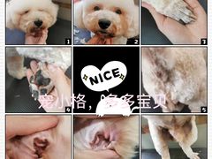 -宠小格时尚宠物生活馆(唐镇店)