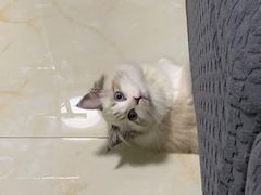 -lincat·猫舍(广州店)