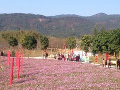 -天适樱花悠乐园