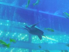 -成都浩海立方海洋公园