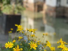 -观桥阁(锦溪店)