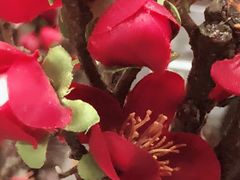 -迈格笙SPA·影院式足道·采耳(金桥店)