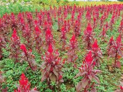 -紫颐香薰山谷景区