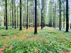 -黄海国家森林公园