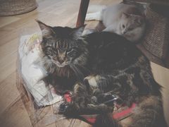 -瞄一喵猫咖(格力海岸店)