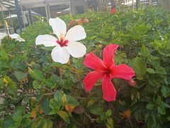 -桐园果汇(湖贝店)