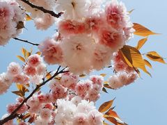 -新虹桥中心花园