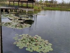 -白鹭湾湿地公园