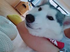 -Husky Go! 哈士奇体验馆·宠物咖啡厅狗咖