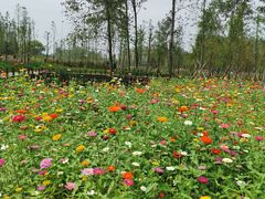 -溱湖国家湿地公园