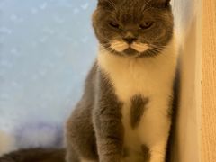 -猫小院猫主题餐厅(三里屯店)