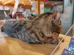 -猫的天空之城概念书店(丽江古城饮玉巷店)