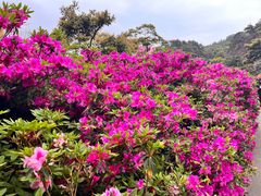 -梧桐山风景名胜区
