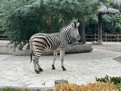 -上海野生动物园