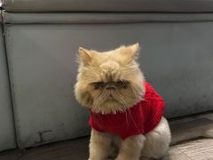 景观位-小时光咖啡馆(开森度假森林店)