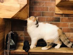 -more than meow吴止猫主题餐厅(承德 中船汇店)