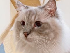-滚猫咖啡·猫咖·猫友好撸猫(未来城店)