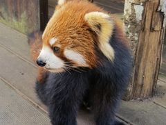 -普洱太阳河森林公园