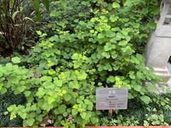 -广州神农草堂中医药博物馆