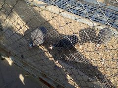 -太阳部落