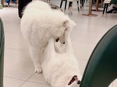 -安格丽娜·狗咖·猫咖羊驼咖(春熙路百盛商场店)
