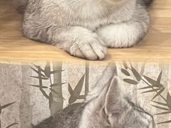 -楼上猫咖(罗湖店)