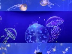 -海合安武汉极地海洋公园