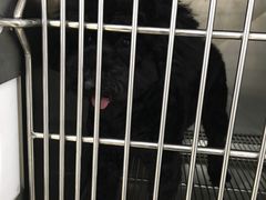 -创凡宠物医院·骨专科  猫科中心(西乡分院)