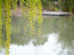 -顾村公园
