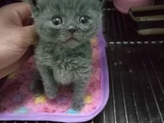 -瑞派动物医院·猫专科·至诚(江南中分院)