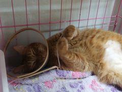 -瑞鹏宠物医院·骨科·猫科·内科(第一中心)